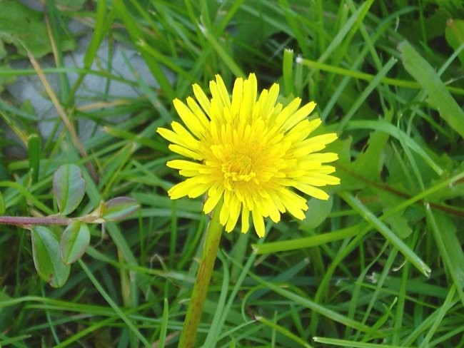 Lepe fotke - foto povečava