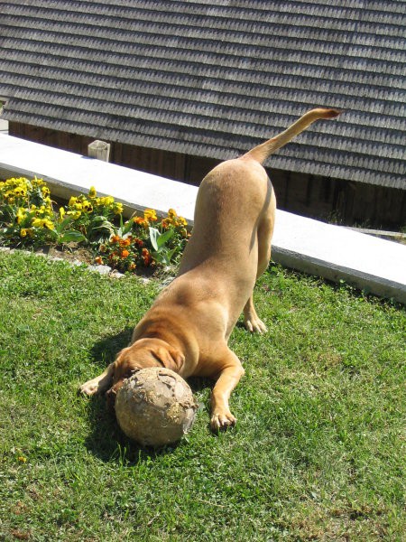 Bordojska doga Missy - foto