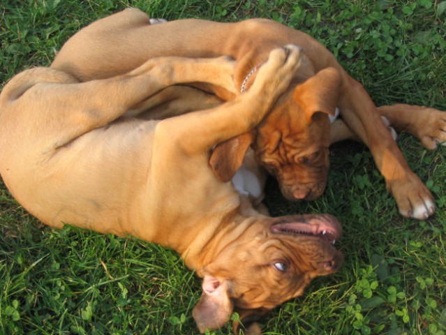 Bordojska doga Missy - foto