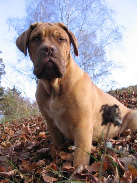 Bordojska doga Missy - foto