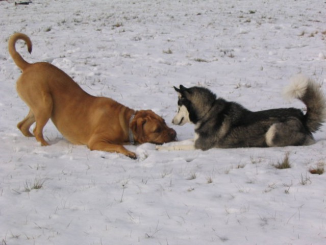 Bordojska doga Missy - foto