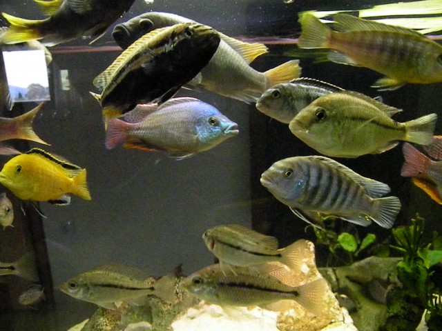 Melanochromis - foto