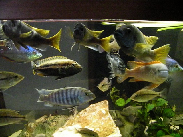 Melanochromis - foto