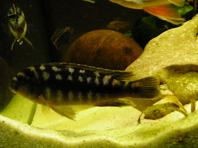 Melanochromis - foto