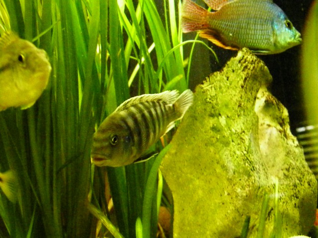 Melanochromis - foto