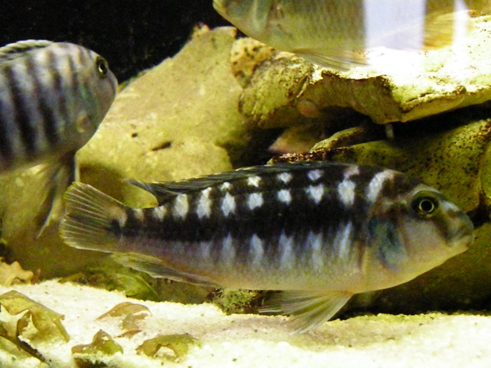 Melanochromis - foto povečava