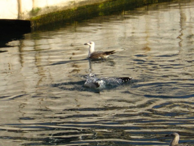 Galebovi - foto