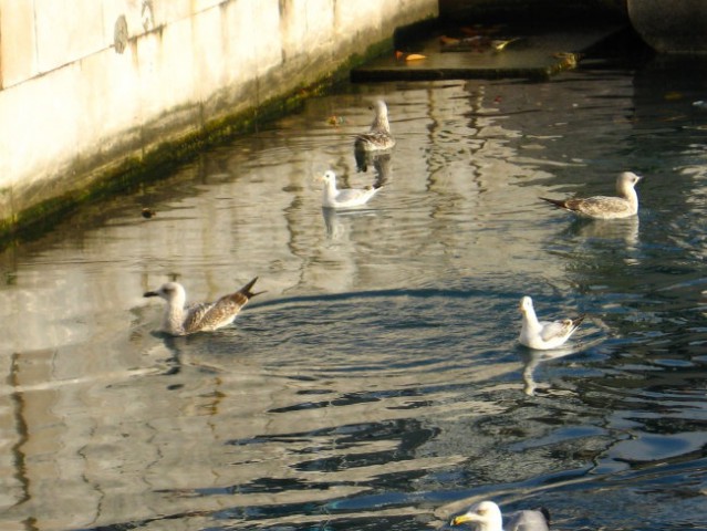 Galebovi - foto