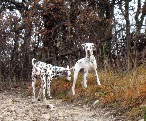 Dva dalmatinca - foto povečava