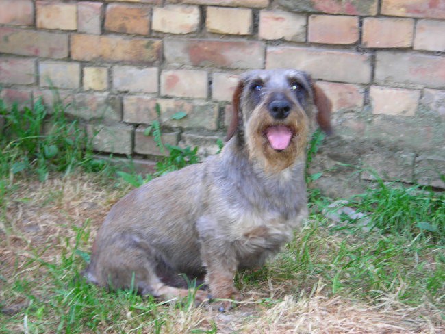 MEDA