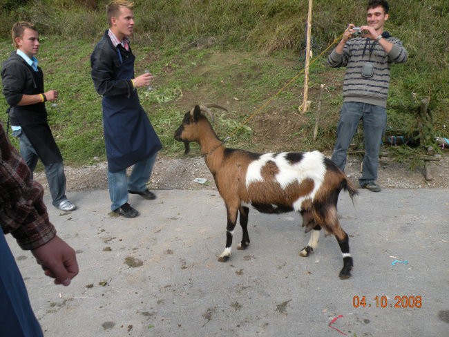 Šranganje Petra in Matevž - 4.10.2008 - foto povečava