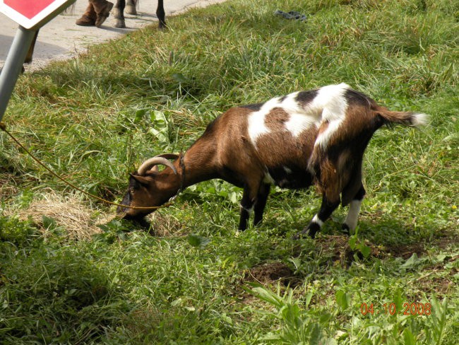 Šranganje Petra in Matevž - 4.10.2008 - foto povečava