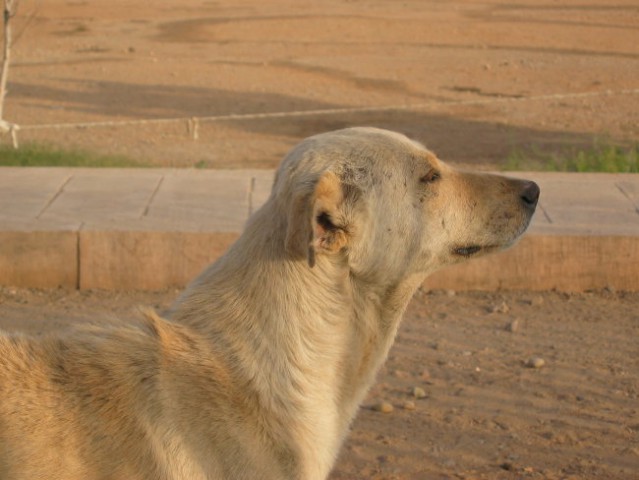 Saluki