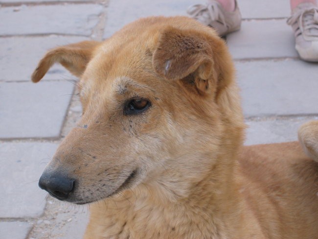 street dog - saluki from Luxor
