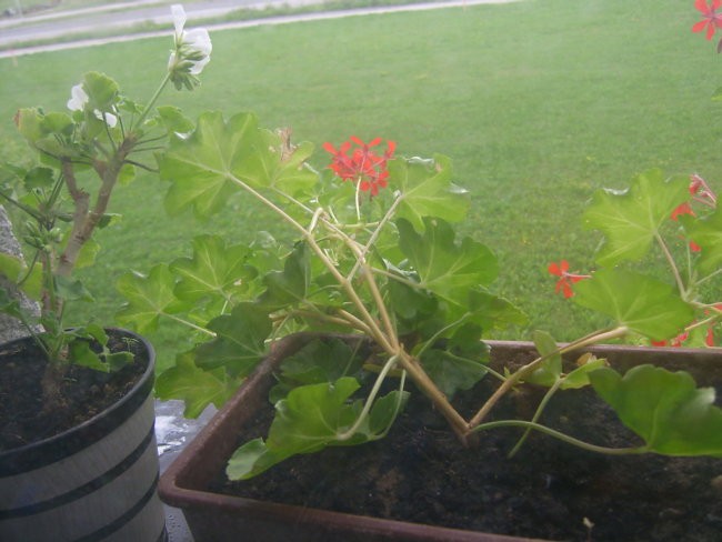 Pelargonija