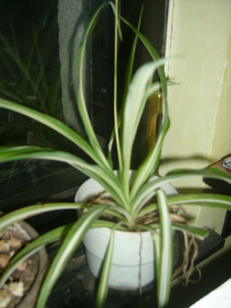 Chlorophytum comosum - živkasta kosmuljka