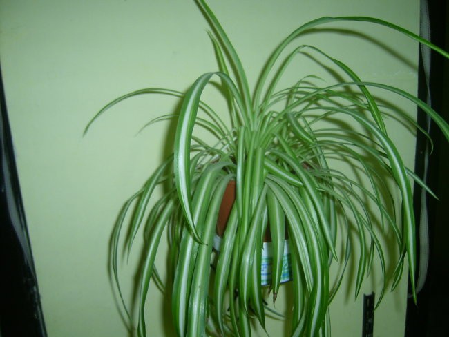 Chlorophytum comosum - živkasta kosmuljka