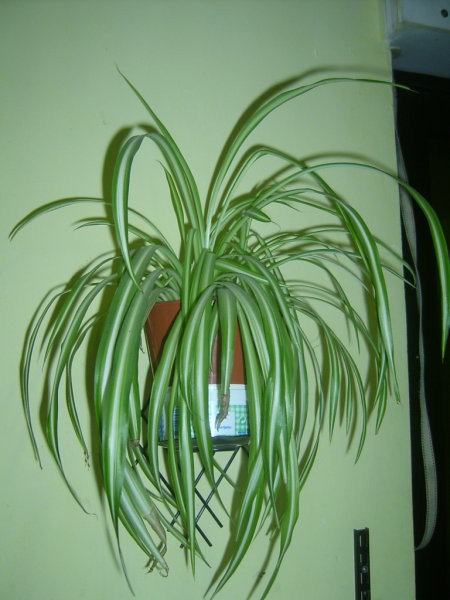 Chlorophytum comosum - živkasta kosmuljka