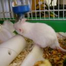 Laboratorijske miške - bele miške