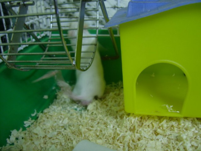 Laboratorijske miške - bele miške - foto