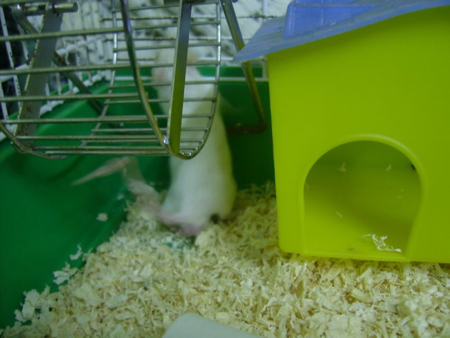 Laboratorijske miške - bele miške - foto povečava