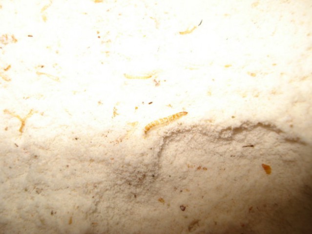 Mokarji - Alphitobius diaperinus - foto