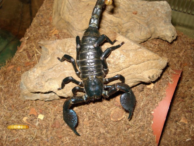 Škorpion - Pandinus Imperator - Afriški Cesar - foto