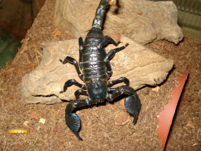 Škorpion - Pandinus Imperator - Afriški Cesar - foto povečava