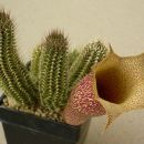kaktusi in sočnice