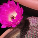 Echinocereus pectinatus var. rigidissimus