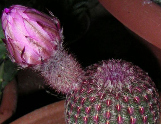 Echinocereus pectinatus var. rigidissimus