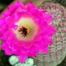 Echinocereus pectinatus var. rigidissimus