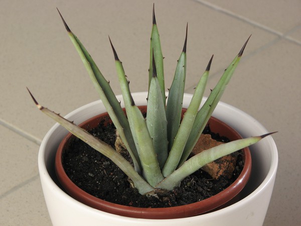 Agave macroacantha