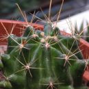 Ferocactus hamatacanthus
