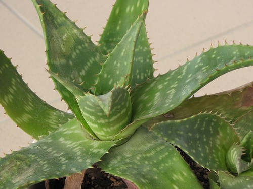 Aloe