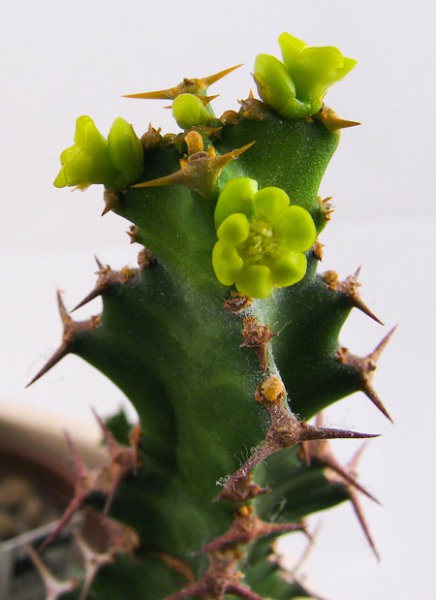 Euphorbia enormis