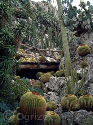 Vrt kaktusov, Monaco