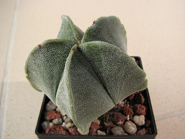 Astrophytum myriostigma