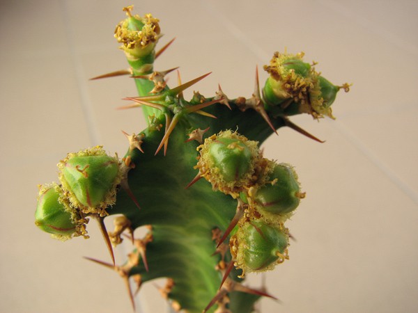 Euphorbia enormis