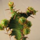Euphorbia enormis