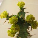 Euphorbia enormis