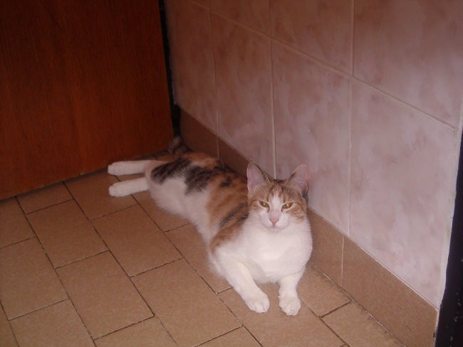 Lepotička