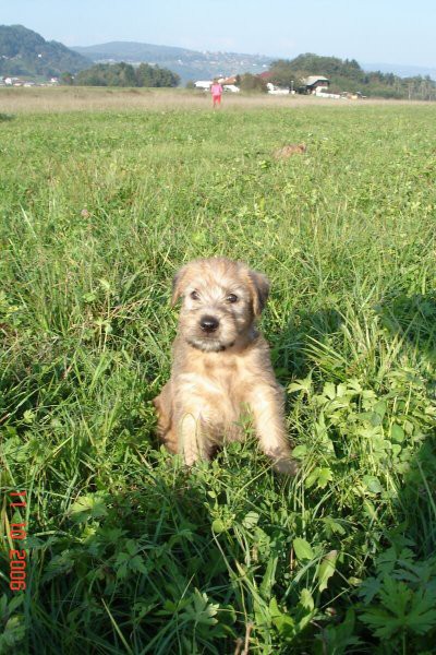 2006.11.02. - Tisa, takrat še Tara - foto