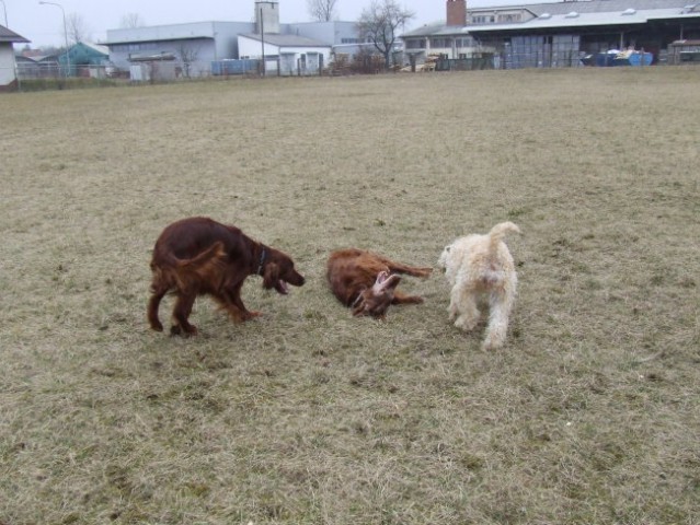 2008.02.15. - Na livadi zadaj za ulico - foto