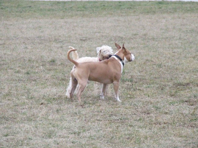 2008.02.15. - Na livadi zadaj za ulico - foto povečava