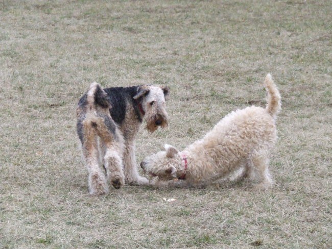 2008.02.15. - Na livadi zadaj za ulico - foto povečava