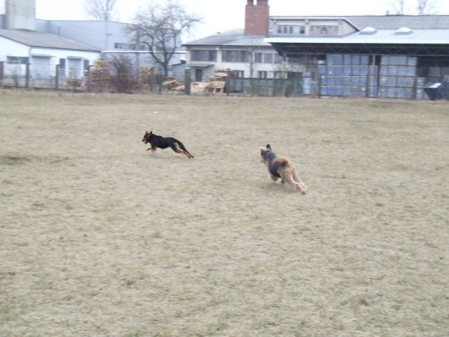 2008.02.15. - Na livadi zadaj za ulico - foto povečava