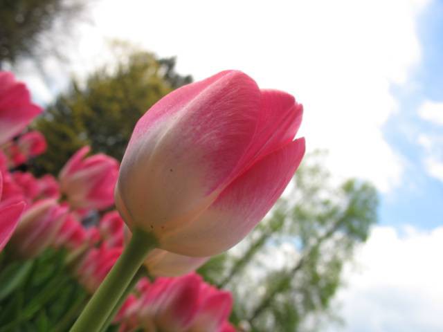 Arboretum - foto povečava