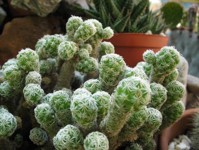 Kaktusi 2008 - foto povečava