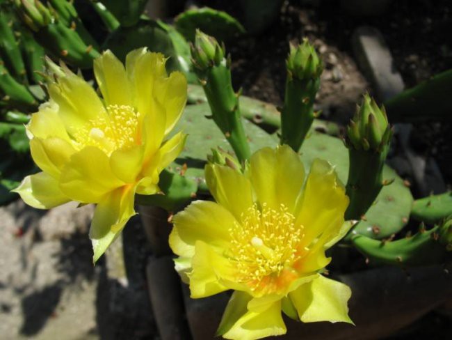 Kaktusi 2008 - foto povečava